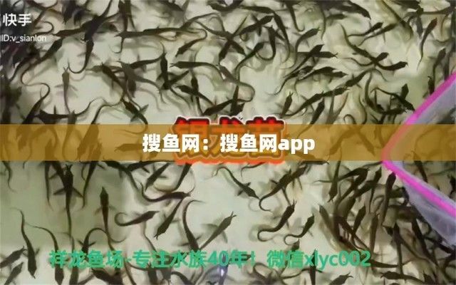 龍魚商城網(wǎng)站登錄官網(wǎng)（龍魚商城網(wǎng)站介紹） 龍魚百科 第1張