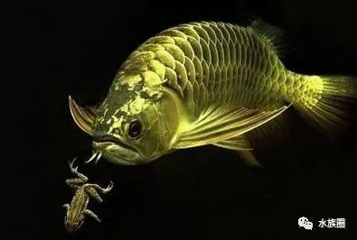 龍魚地缸（養(yǎng)殖龍魚地缸需要注意的問題） 龍魚百科 第5張