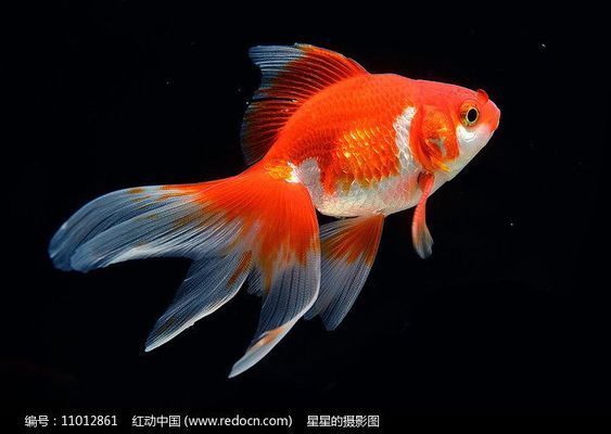 龍魚能跟金魚養(yǎng)嗎（龍魚與金魚可以混養(yǎng)嗎？）