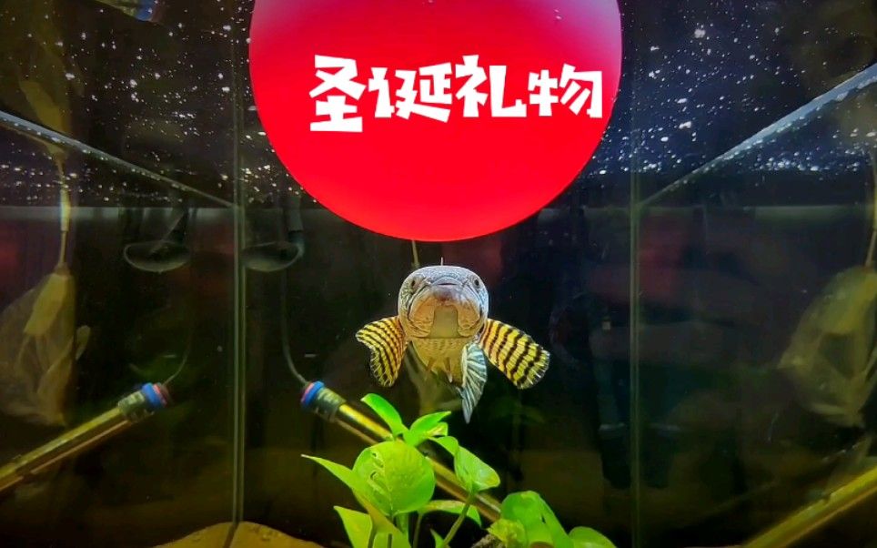 雷龍魚吃魚食嗎？（如何判斷雷龍魚營養(yǎng)過剩，雷龍魚發(fā)色食物的選購技巧） 龍魚百科 第1張