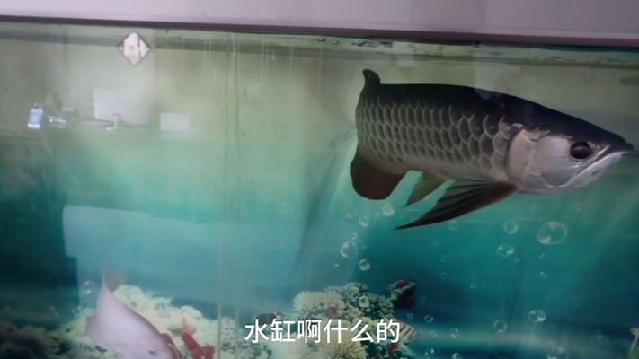 龍魚吃不吃羅非魚（龍魚可以吃小羅非魚嗎） 龍魚百科 第3張