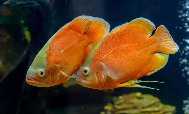 銀龍魚搭配鸚鵡魚最佳數(shù)量（銀龍魚和鸚鵡魚在魚缸中的搭配數(shù)量取決于幾個(gè)因素） 水族問答