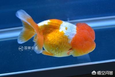 龍魚和金魚哪個好養(yǎng)（金魚適合新手養(yǎng)殖嗎，龍魚養(yǎng)殖需要注意哪些問題） 龍魚百科 第1張