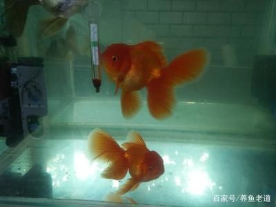 龍魚和金魚哪個好養(yǎng)（金魚適合新手養(yǎng)殖嗎，龍魚養(yǎng)殖需要注意哪些問題） 龍魚百科 第5張