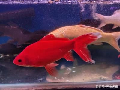 龍魚和金魚哪個好養(yǎng)（金魚適合新手養(yǎng)殖嗎，龍魚養(yǎng)殖需要注意哪些問題） 龍魚百科 第4張