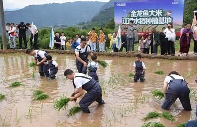 金龍魚種植基地地址（金龍魚種植基地位于中國廣東省佛山市南海區(qū)具體地址） 龍魚百科 第1張