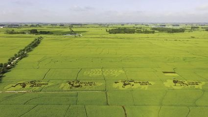 金龍魚種植基地地址（金龍魚種植基地位于中國廣東省佛山市南海區(qū)具體地址）