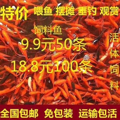 龍魚飼料排行榜前十名有哪些（2024年龍魚飼料排行榜前十名） 龍魚百科 第2張