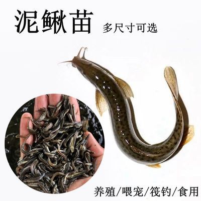 龍魚飼料排行榜前十名有哪些（2024年龍魚飼料排行榜前十名） 龍魚百科 第3張