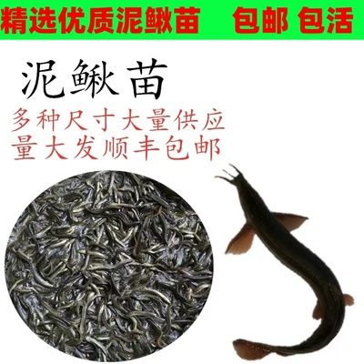 龍魚飼料排行榜前十名有哪些（2024年龍魚飼料排行榜前十名） 龍魚百科 第5張