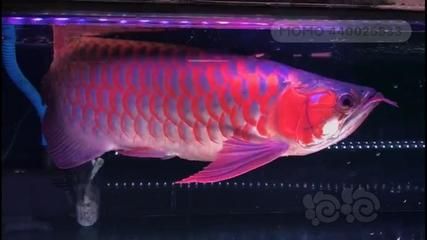 龍魚十大漁場排名榜最新版（馬來西亞祥龍魚場排名榜） 龍魚百科 第2張