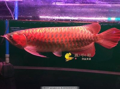 龍魚十大漁場排名榜最新版（馬來西亞祥龍魚場排名榜） 龍魚百科 第4張