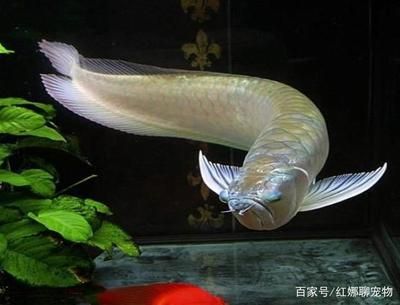 如何讓銀龍魚又白又亮又好看（如何讓銀龍魚看起來(lái)又白又亮又好看） 龍魚百科 第2張