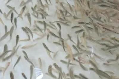 龍魚為什么撞魚缸就死了一條（為什么龍魚在魚缸里撞墻就死亡？） 水族問答