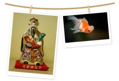 龍魚配財(cái)神（龍魚與財(cái)神魚混養(yǎng)注意事項(xiàng)） 龍魚百科 第1張