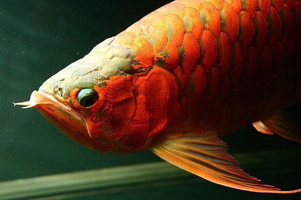 金龍魚看品相怎么看（如何挑選健康金龍魚） 龍魚百科 第4張