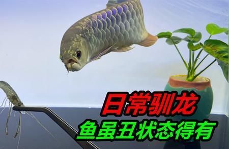 金龍魚好賣嗎值得買嗎（金龍魚產(chǎn)品價格波動原因金龍魚產(chǎn)品價格波動原因）