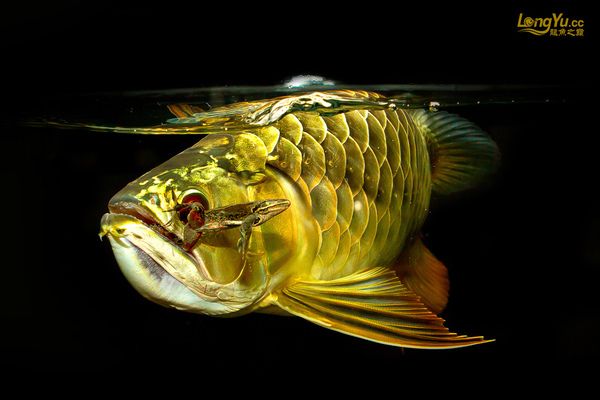 龍魚芯片哪里查（龍魚芯片是一種特殊授權(quán)的生物電子標(biāo)簽）