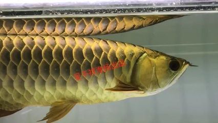 金龍魚黑底黑背好嗎（關(guān)于金龍魚黑底黑背養(yǎng)殖效果的詳細(xì)分析） 龍魚百科 第4張