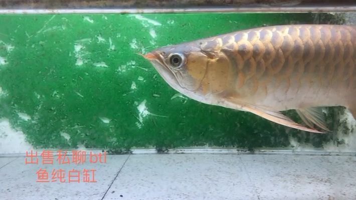 龍魚都有哪些（澳洲龍魚的飼養(yǎng)技巧，非洲龍魚的飼養(yǎng)技巧，）