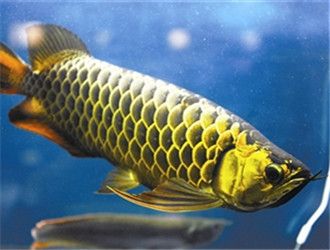 什么叫過(guò)背金龍魚(yú)（過(guò)背金龍魚(yú)是一種珍貴的觀賞魚(yú)，） 龍魚(yú)百科 第5張