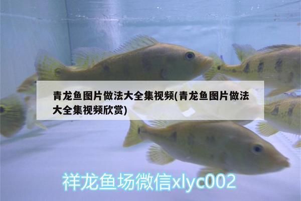 青龍魚怎么吃最好（如何最好地烹飪和享受青龍魚） 龍魚百科 第3張