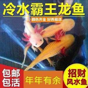 六角恐龍魚算風(fēng)水魚嗎（六角恐龍魚在中國文化中具有積極的風(fēng)水意義和風(fēng)水意義）