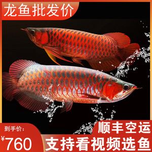 龍魚幼苗（龍魚幼苗飼養(yǎng)技術(shù)）