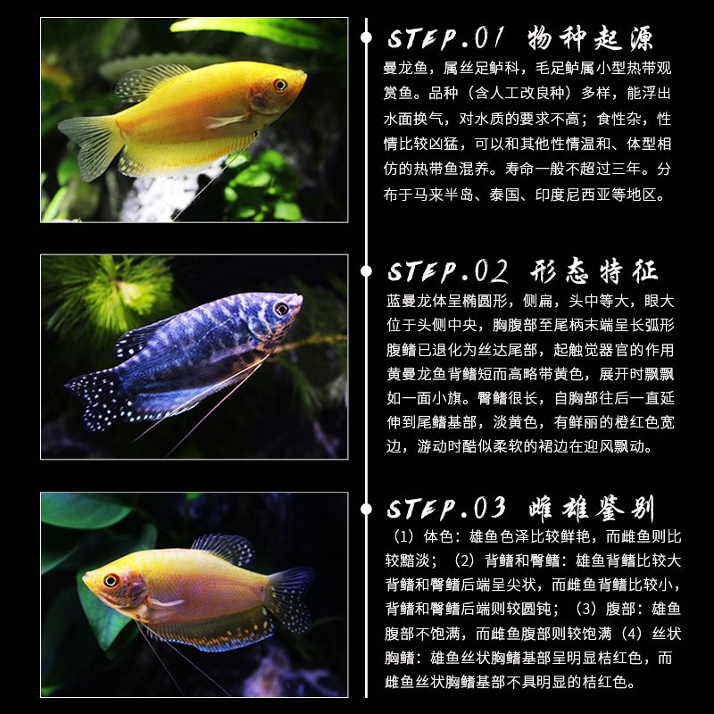 龍魚品質(zhì)如何鑒別好壞的方法有哪些呢（如何準(zhǔn)確地鑒別龍魚的品質(zhì)） 龍魚百科 第3張