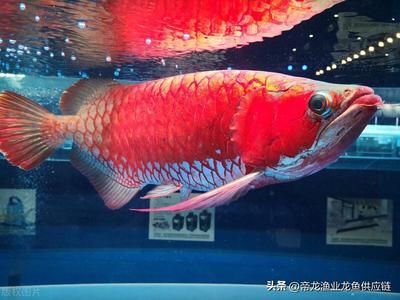 龍魚養(yǎng)殖利潤（龍魚養(yǎng)殖的利潤空間）