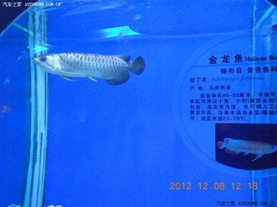 南昌金龍魚（南昌金龍魚招聘信息）