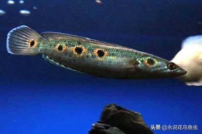 雷龍魚喂啥吃比較好（雷龍魚專用飼料品牌推薦） 龍魚百科 第4張