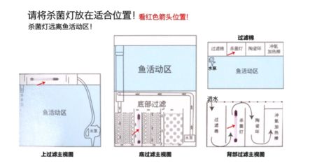 紅龍魚兜嘴的原因 水族問答 第2張