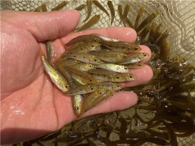 龍魚大概多少錢一條魚苗 龍魚百科 第4張