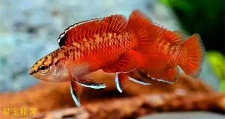 那種龍魚體形?。w型較小的龍魚品種） 龍魚百科 第5張