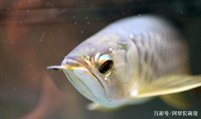 如何讓銀龍魚又白又亮起來（如何讓銀龍魚的顏色又白又亮） 龍魚百科 第3張