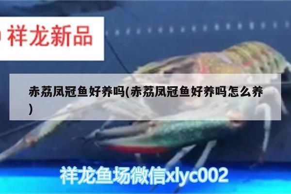 80cm的銀龍魚能賣多少錢一條 水族問答 第1張