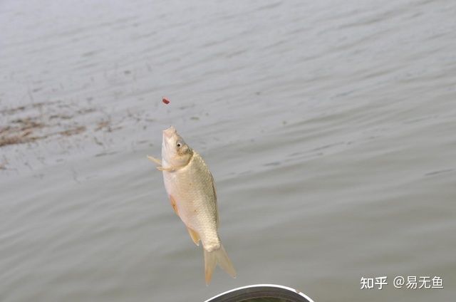 龍魚突然翻肚皮是為什么（為什么龍魚會(huì)突然翻肚皮？） 水族問答 第2張