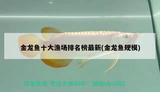 金龍魚(yú)魚(yú)場(chǎng)直供（金龍魚(yú)魚(yú)場(chǎng)直供模式） 龍魚(yú)百科 第2張