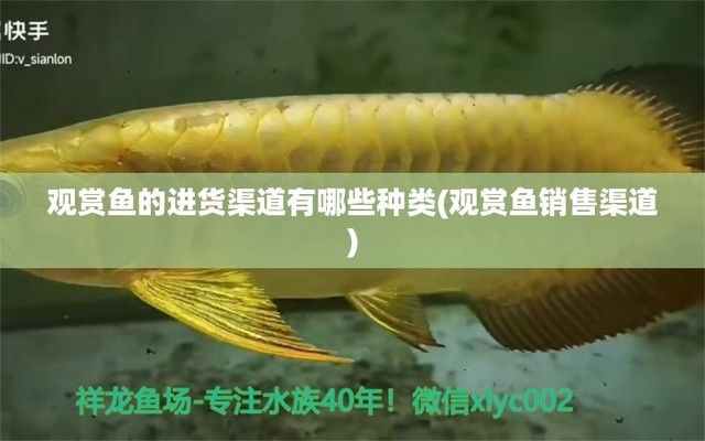 龍魚批發(fā)市場(chǎng)進(jìn)貨渠道（龍魚養(yǎng)殖場(chǎng)直銷優(yōu)勢(shì)分析龍魚養(yǎng)殖場(chǎng)直銷優(yōu)勢(shì)分析） 龍魚百科 第3張