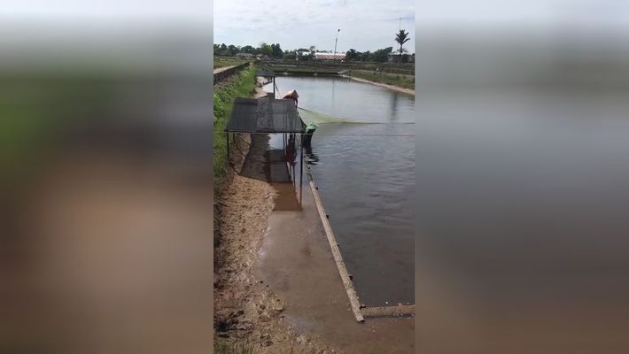 金龍魚原材料基地在哪里（惠州金龍魚原材料基地） 龍魚百科 第3張