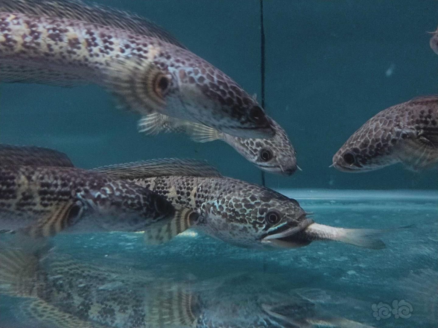 雷龍魚卵白色絮狀物（如何快速檢測雷龍魚卵健康）