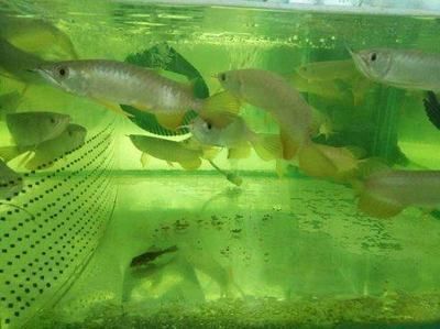 龍魚水溫24度（龍魚在24度的水溫下可以正常生活嗎） 龍魚百科 第3張