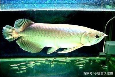 買龍魚怎么選（如何挑選高品質龍魚） 龍魚百科 第3張