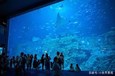 用戶反饋對水族館運(yùn)營影響（用戶反饋對水族館的影響） 水族館百科（水族館加盟） 第1張