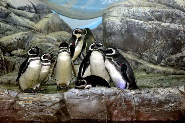 夜間水族館特別活動內容（夜間水族館特別活動是一項吸引游客的獨特體驗） 水族館百科（水族館加盟） 第4張