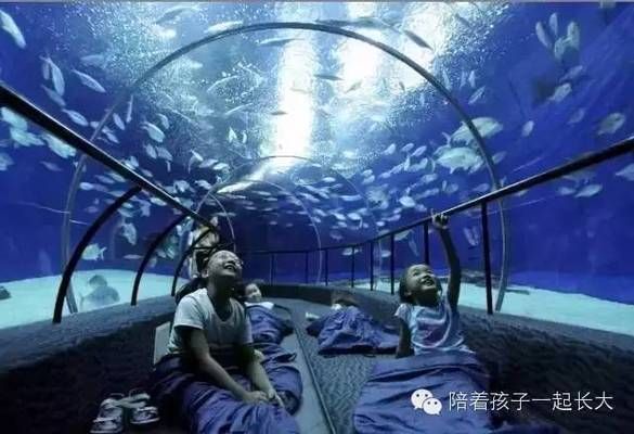 夜間水族館特別活動內容（夜間水族館特別活動是一項吸引游客的獨特體驗） 水族館百科（水族館加盟） 第3張