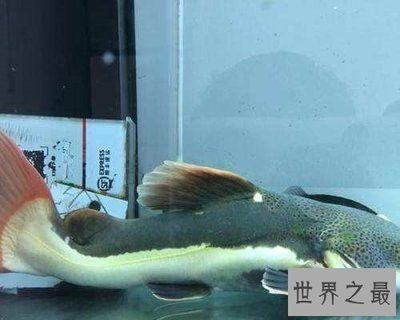 黃金貓魚(yú)繁殖飼料選擇指南（金魚(yú)繁殖飼料選擇指南）