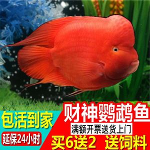 黃金貓魚(yú)繁殖飼料選擇指南（金魚(yú)繁殖飼料選擇指南）