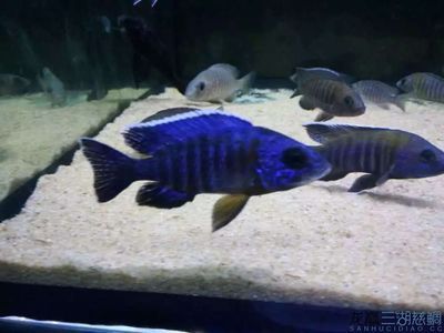 祥龍魚場有限公司電話號碼（深圳祥龍魚場） 水族館百科（水族館加盟） 第4張